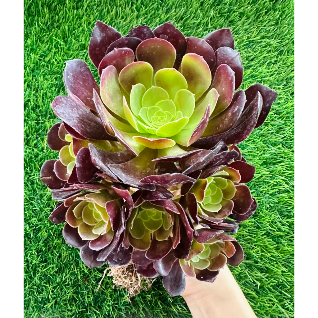 พร้อมส่ง🌵ไม้อวบน้ำ กุหลาบดำ ฟอร์มกอใหญ่ สีม่วงเข้มถึงดำสวยมาก น่ารักมาก Aeonium arboreum