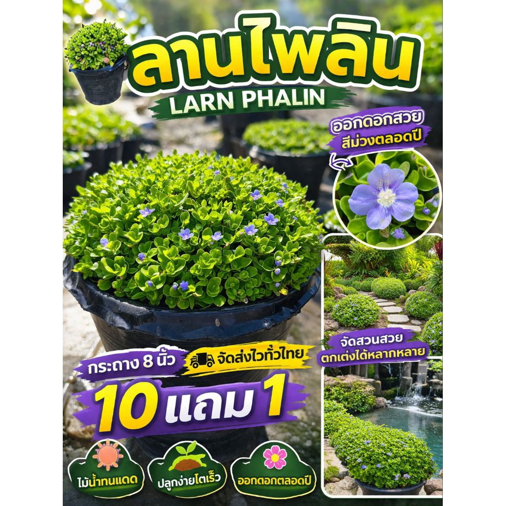ต้นลานไพลิน กระถางใหญ่ 8 นิ้ว ไม้น้ำ จัดสวนน้ำตก ใบบัวบก ดอกบัวหลวง บ่อปลา ต้นกก สวนเฟิร์น สมุนไพรไทย ดิน ปุ๋ย กระถาง ราคาถูก Shopee Lazada