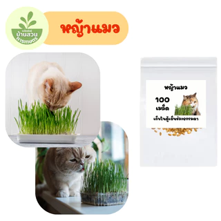 เมล็ดพันธุ์หญ้าแมว 100 เมล็ด