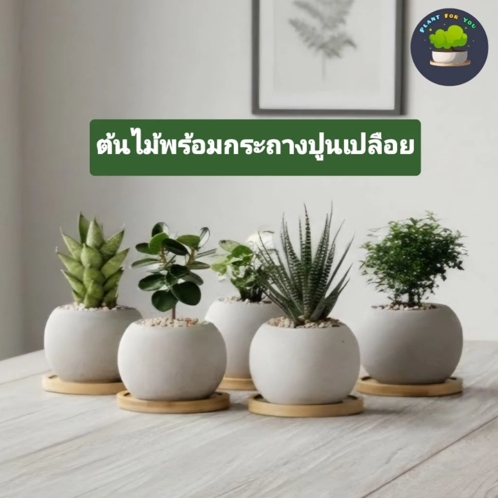 🍃ต้นไม้มงคล/ต้นไม้ฟอกอากาศ (วางโต๊ะทำงาน) หลายชนิด พร้อมกระถางปูนเปลือยทรงกลม 2.5"นิ้ว+จานรองไม้+หินเกล็ด