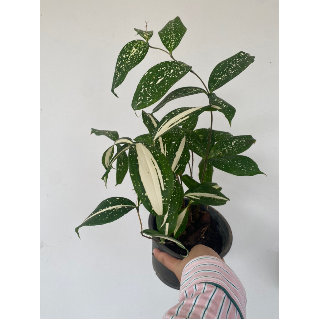 ไผ่ฟิลิปปินส์ด่าง สายพันธุ์ "ทางช้างเผือก"(Dracaena surculosa 'Milky Way')