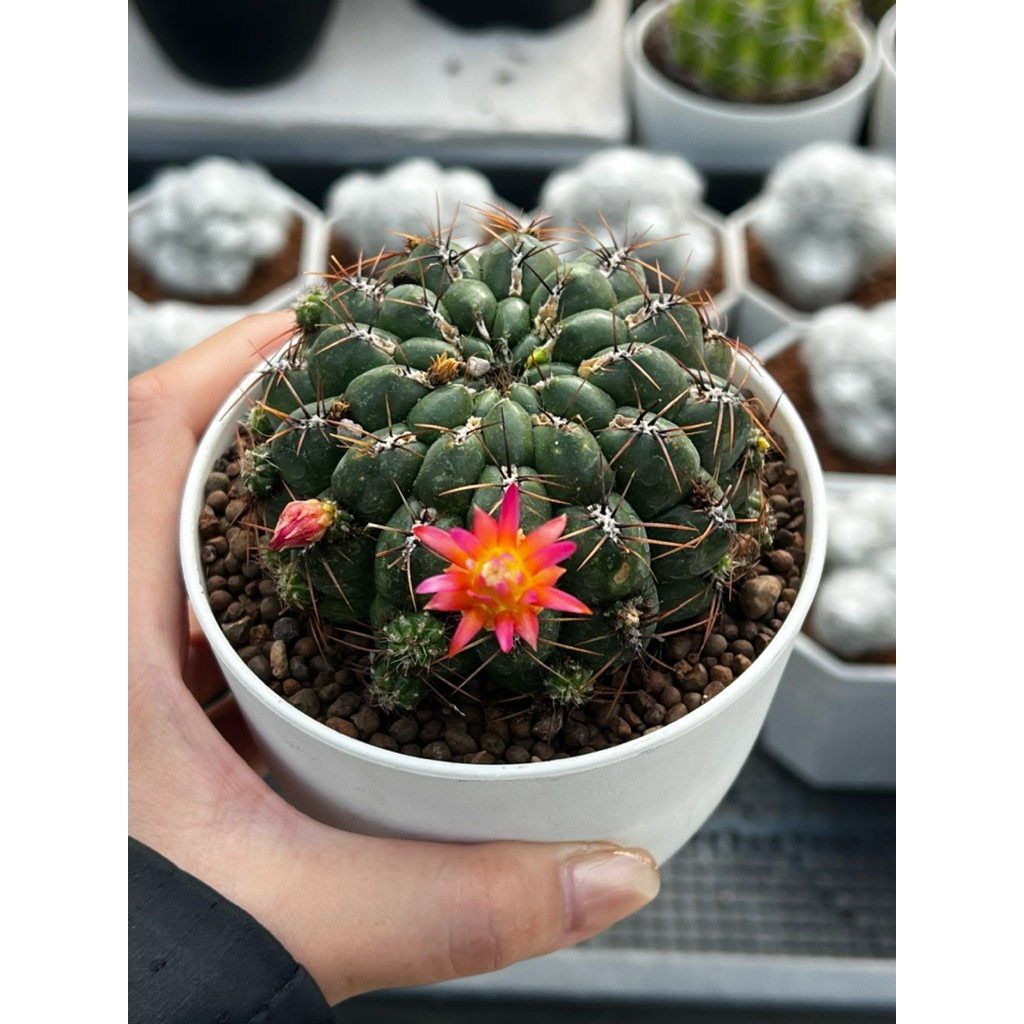 Oroya peruviana Cactus โอโรยา แคคตัส กระบองเพชร