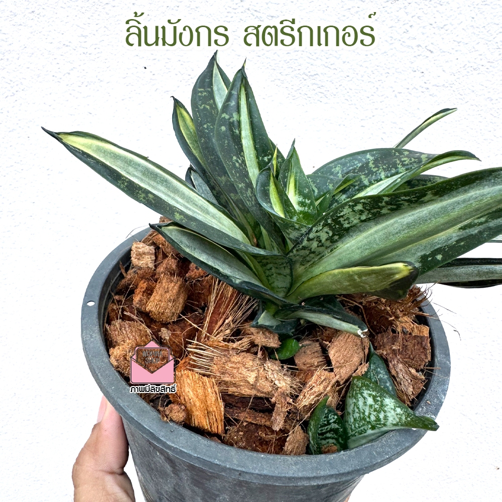 ต้นลิ้นมังกร สตรีกเกอร์ (Hahnii Streaker) ไม้มงคล ฟอกอากาศ ลิ้นมังกรแคระ ในกระถาง5-6นิ้ว ราคา ถูกที่สุด ดีลบีเคเค แกลเลอรีภาพที่ 2