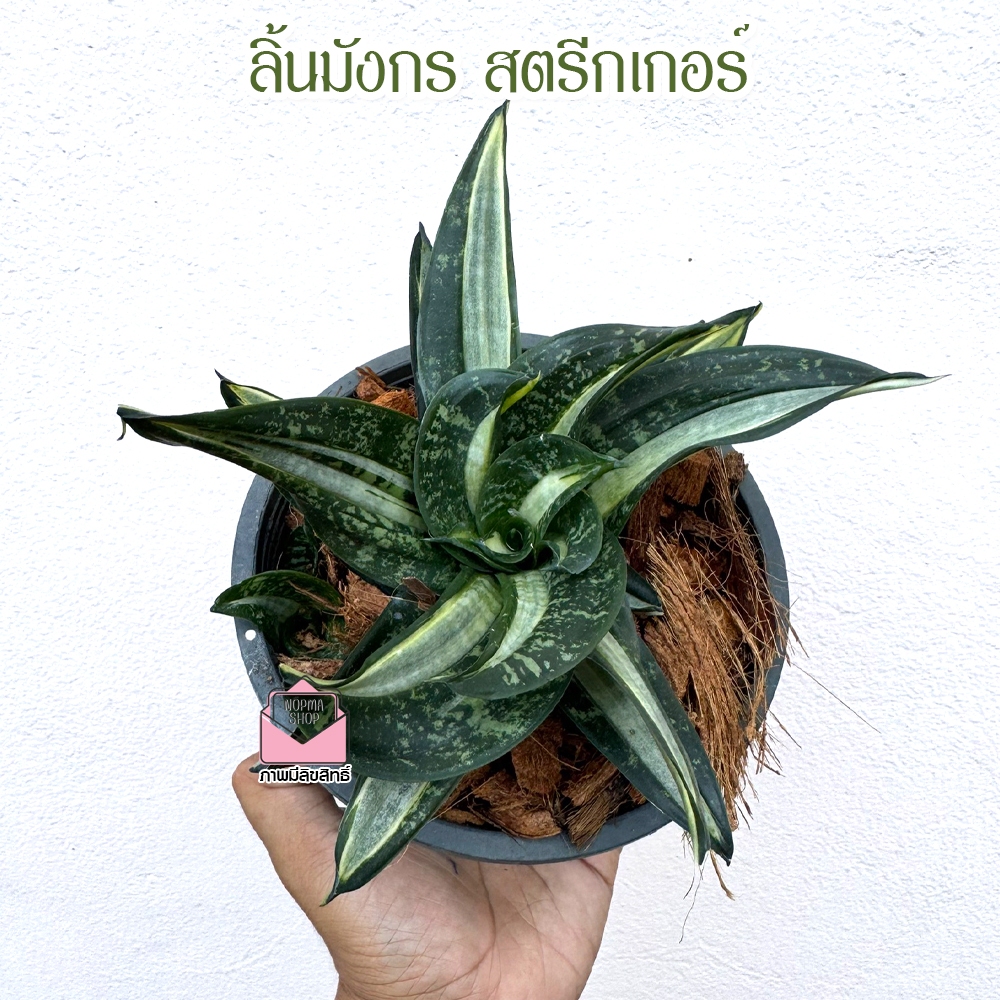 ต้นลิ้นมังกร สตรีกเกอร์ (Hahnii Streaker) ไม้มงคล ฟอกอากาศ ลิ้นมังกรแคระ ในกระถาง5-6นิ้ว ราคา ถูกที่สุด ดีลบีเคเค