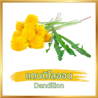 ชาใบแดนดิไลออน ตราไร่กฤติยา (Dandelion Leaf Tea) กลิ่นหอม ดื่มง่าย ไม่มีน้ำตาลและคาเฟอีน
