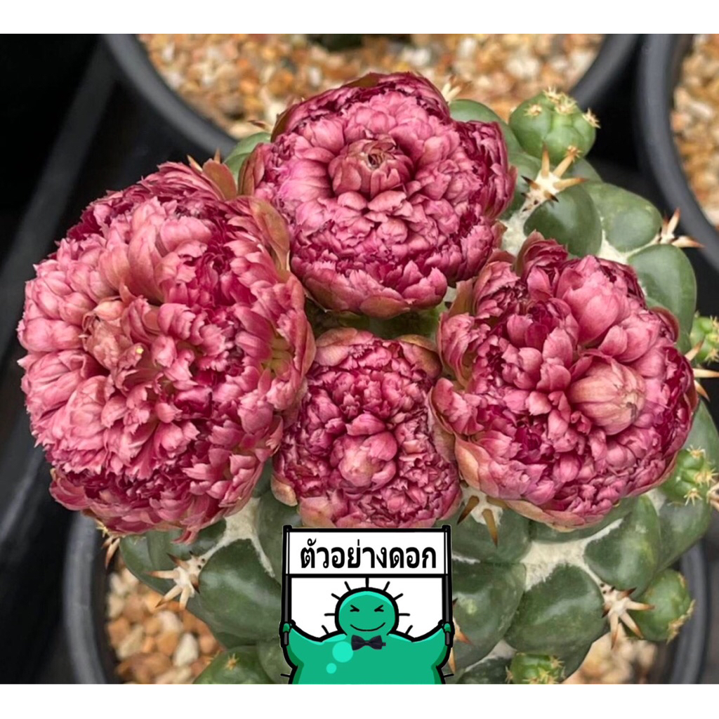 🌵แคคตัส ช้างทันชิ ดอกกุหลาบ หนามสั้น  Coryphantha elephantidens cv. Tanshi ‘rose flower’ cactus ไม้กราฟ จำนวน 1 ต้น