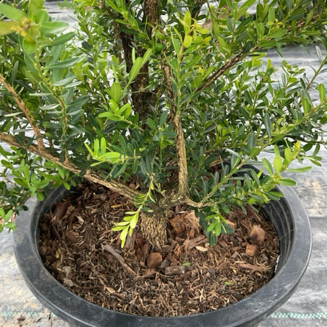 ต้นบ็อกวูด Boxwood ไม้โบราณหายาก ไม้มงคล นิยมทำบอนไซ สินค้าถ่ายจากต้นจริง (กระถาง 12นิ้ว) ราคา ถูกที่สุด ดีลบีเคเค แกลเลอรีภาพที่ 2