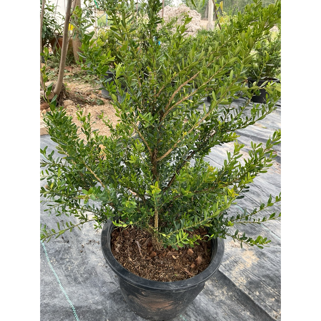 ต้นบ็อกวูด Boxwood ไม้โบราณหายาก ไม้มงคล นิยมทำบอนไซ สินค้าถ่ายจากต้นจริง (กระถาง 12นิ้ว) ราคา ถูกที่สุด ดีลบีเคเค