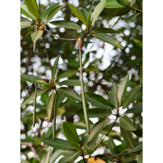 ฝักโกงกางจากคลองโคน จังหวัดสมุทรสงคราม โตไปเป็นต้นโกงกาง กันตลิ่งพัง กันน้ำเซาะ