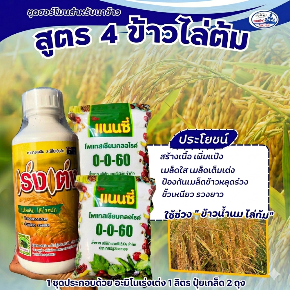 ชุดฮอร์โมนสำหรับนาข้าว สูตร 4 ระยะไล่ก้ม เพิ่มน้ำหนัก รูปที่ 2