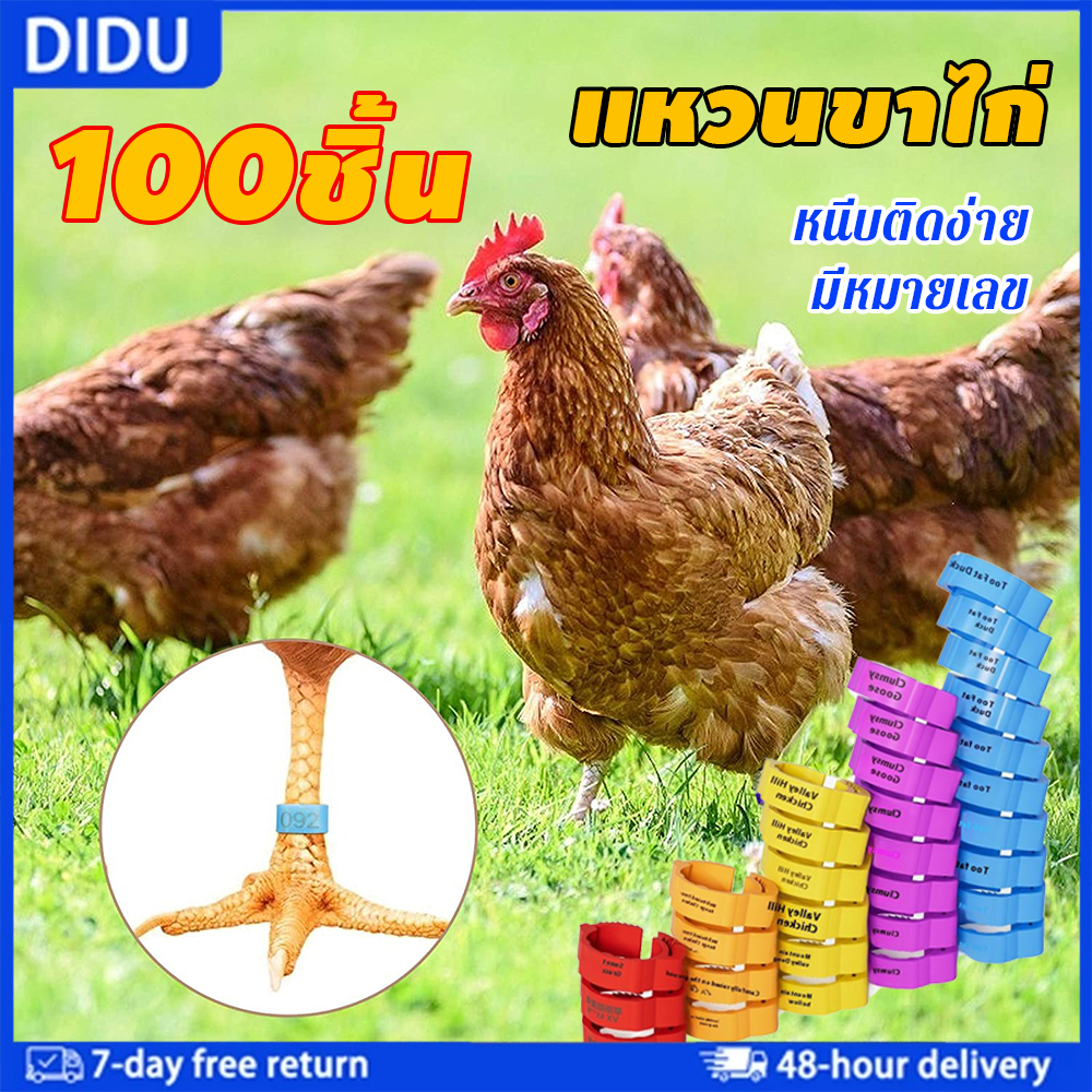 ห่วงขาไก่-นก สายคัดพันธุ์ ใช้งานง่าย ถอดออกได้ หลายสี เหมาะสำหรับไก่ นก และสัตว์ปีกทั่วไป
