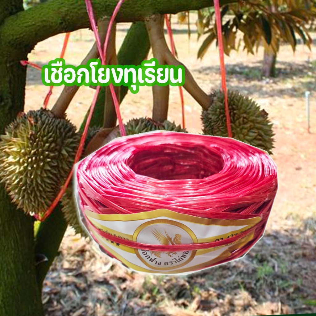 เชือกโยงทุเรียนตราตราไก่ทอง 6 ม้วน โยงกิ่งทุเรียนเหนียวพิเศษดึงไม่ขาด