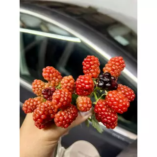 เมล็ดพันธุ์เบอร์รี่ 3 สายพันธุ์ berry แบล็คเบอร์รี่ แดง เหลือง 20-50 เมล็ด อินทรีย์ออแกนิค ปลูกง่าย โตไว ซื้อ 10 แถม 1