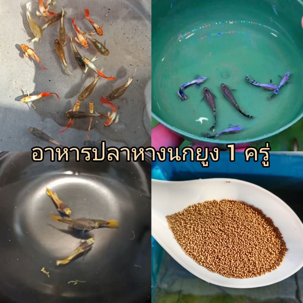 gupp-y ซานต้าครอส เพอเพิ้ล โกลด์โค่ยช็อตบอดี้ อาหารสำหรับปลาหางนกยูง1ครู่่