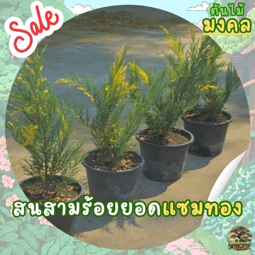 [พร้อมส่ง] ต้นสนสามร้อยยอดแซมทอง (Golden Creeping Juniper) ขนาด 40cm-50cm (ราคาต่อ1ต้น)