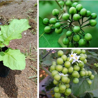 【ซื้อ 5 แถม 5 ฟรี】เมล็ดพันธุ์มะเขือพวงไร้หนาม ผักสวนครัว ปลูกในถุงดำ