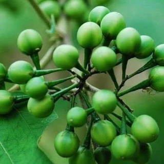 【ซื้อ 5 แถม 5 ฟรี】เมล็ดพันธุ์มะเขือพวงไร้หนาม ผักสวนครัว ปลูกในถุงดำ
