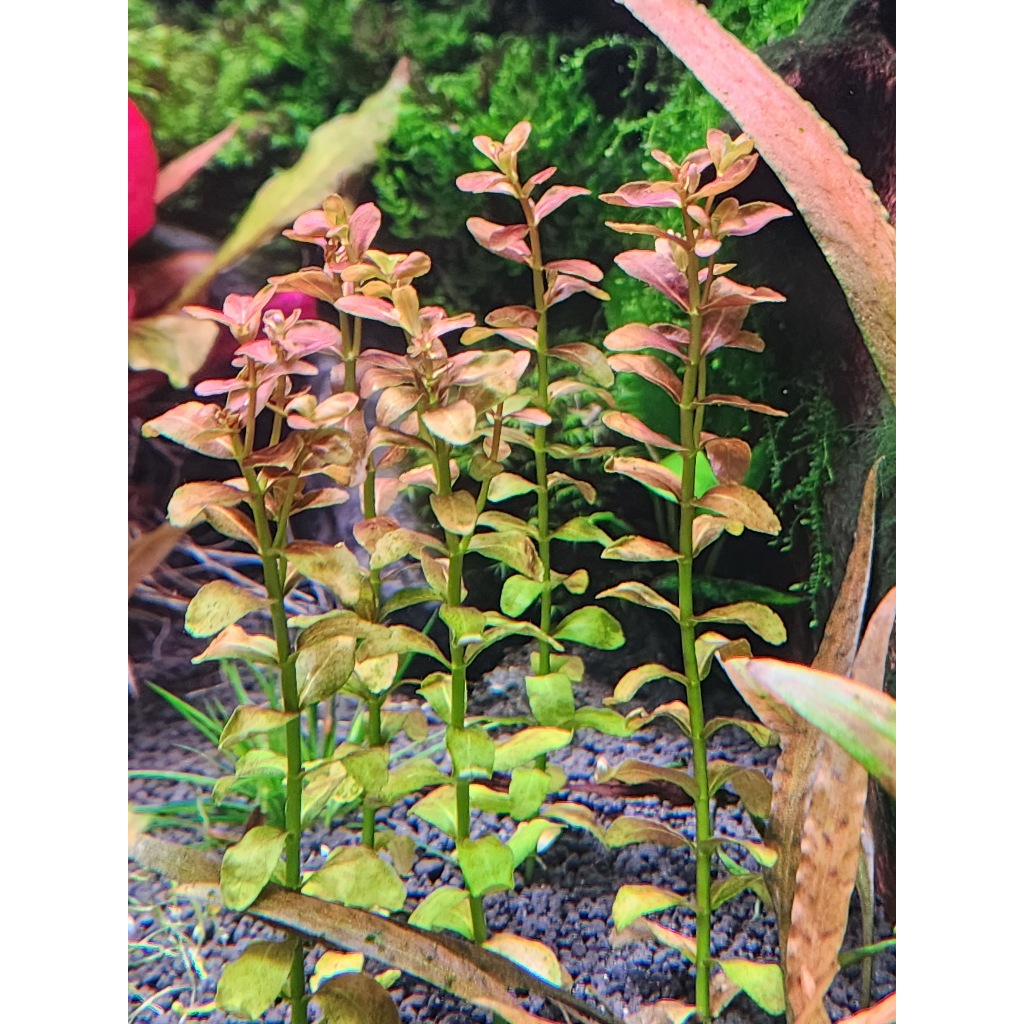 ก้านธูปแดง Cuphea Anagalloidea