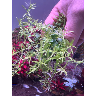 [Min]Rotala green โรทาร่าเขียว ไม้น้ำไม้ข้อกลางถึงหลังตู้ สดวกแค่โยน จบ! low techได้