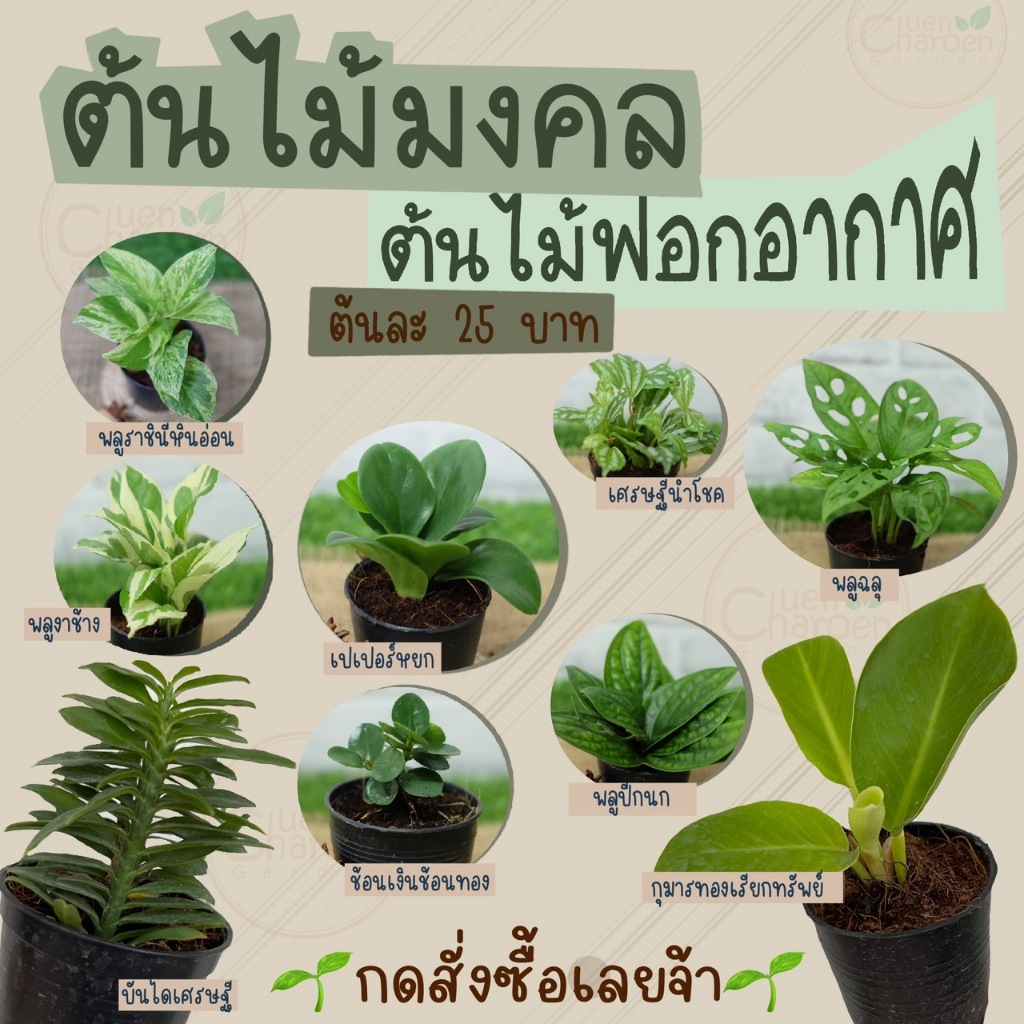 ‼️พร้อมส่ง ต้นไม้มงคล ต้นไม้ฟอกอากาศ ตระกูลพลู กระถาง 3 นิ้ว