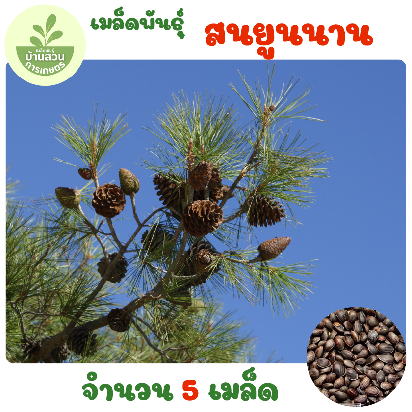 เมล็ดพันธุ์สนยูนนาน 5 เมล็ด