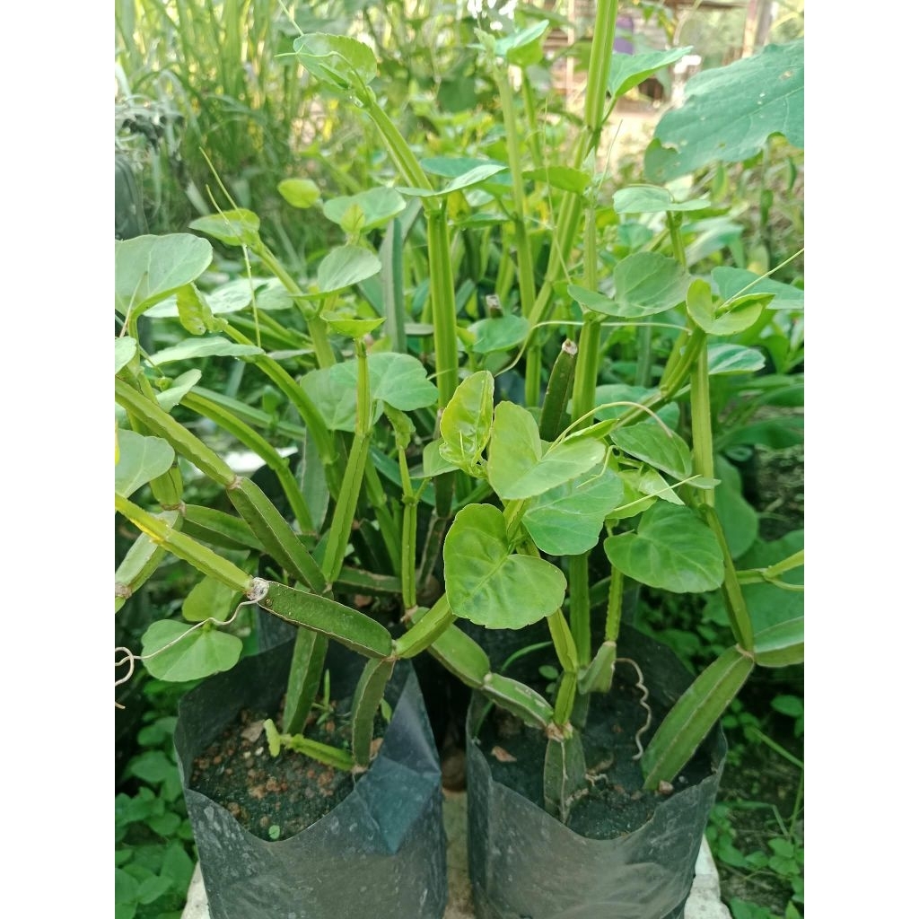 เพชรสังฆาต2ถุง 105 บาท พร้อมปลูก