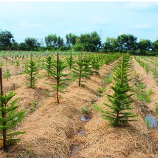 [พร้อมส่ง] ต้นสนฉัตร (Norfolk island pine) ขนาด 60cm-110cm (ราคาต่อ1ต้น) *ไม่รวมกระถาง*