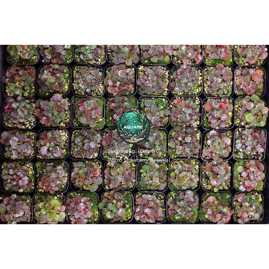 ไมโคร บีโกเนีย สตอเบอรี่ (Micro Strawberry Begonia) ต้นไม้ชื้น บีโกเนีย ขนาดจิ๋วที่สุด สุ่มต้น สวยทุกต้น
