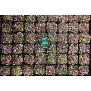 ไมโคร บีโกเนีย สตอเบอรี่ (Micro Strawberry Begonia) ต้นไม้ชื…