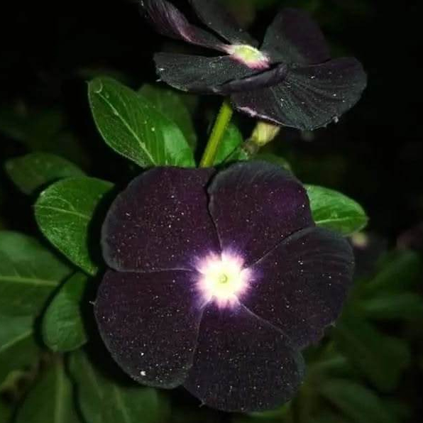 25 เมล็ด ดอกแพงพวย แพงพวยฝรั่ง แพงพวยบก นมอิน Vinca Seeds สายพันธุ์ แบล็ค สตาร์
