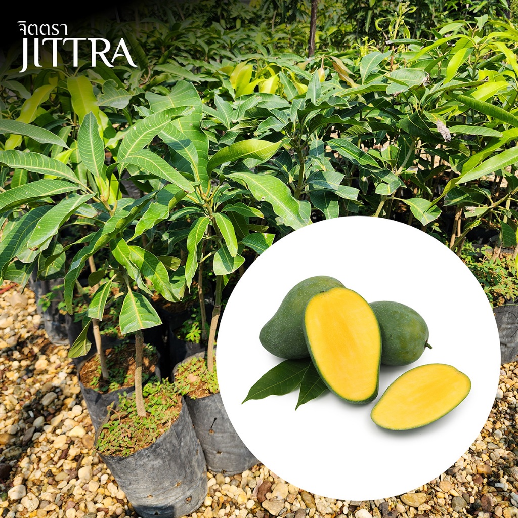 จิตตรา ต้นพันธุ์มะม่วงเพชรบ้านลาด เสียบยอดสูง 60-80 ซม. โตไว ให้ผลเร็ว พร้อมส่ง เคลมฟรี ต้นเตี้ยผลดก