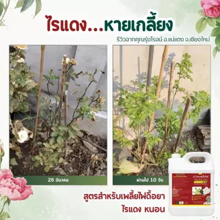 Rosy เซ็ทคู่กำจัดเพลี้ยไฟดื้อยา [ฉลากแดง 500+1000 ML] สำหรับกุหลาบ ไม่กลับมาระบาดซ้ำ ไม่ทำให้ใบไหม้ ไม่ดื้อยา