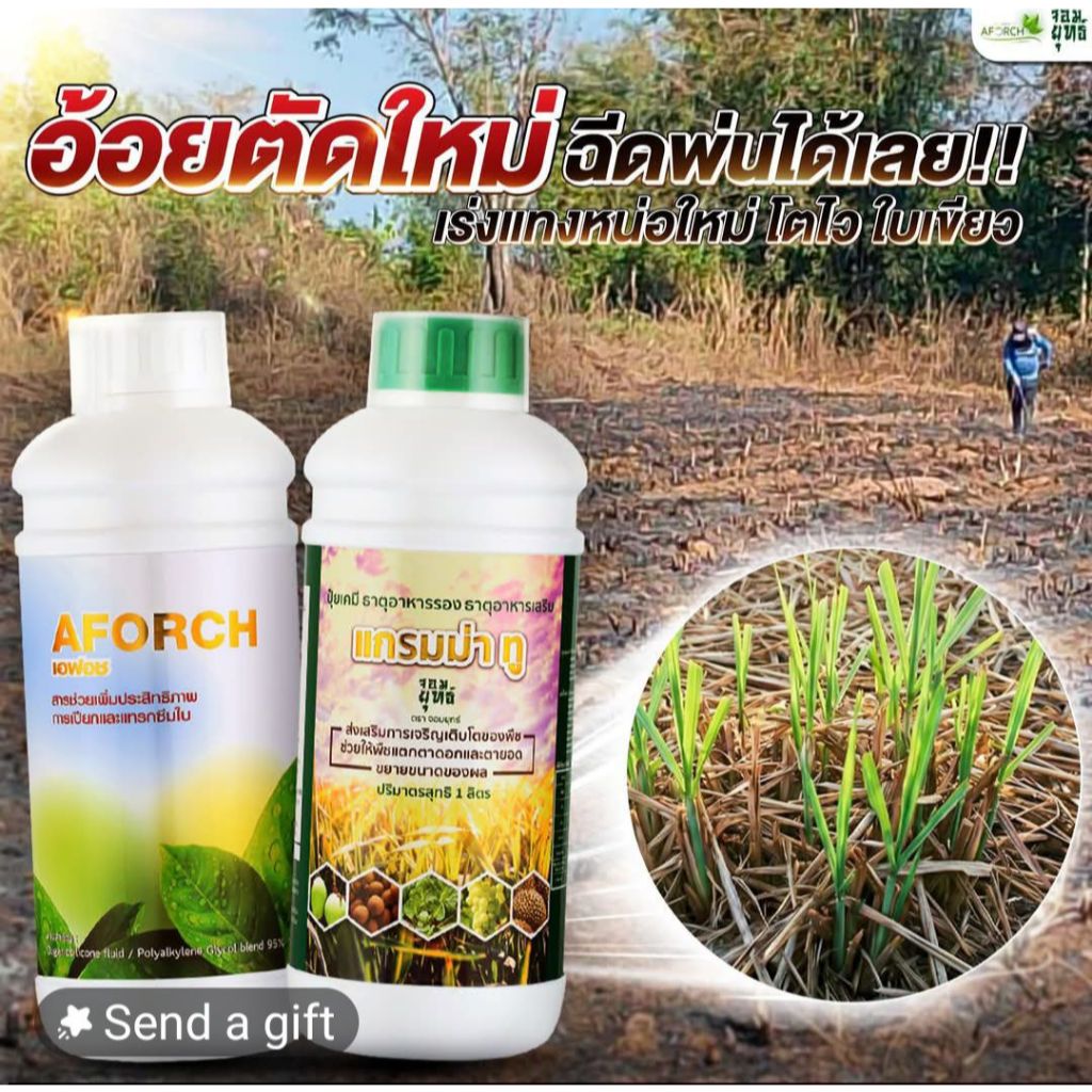 เอฟอช AFORCH สารจับใบ สารนำพา ขนาด 1,000 ซีซี ไม่ทิ้งสารตกค้าง ดูดซึมทันที ช่วยประหยัดค่าปุ๋ย ราคา ถูกที่สุด ดีลบีเคเค แกลเลอรีภาพที่ 6