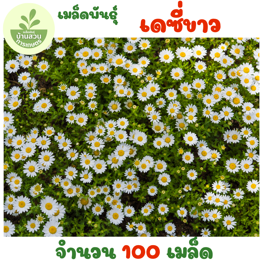 เมล็ดพันธุ์ดอกเดซี่สีขาว 100 เมล็ด