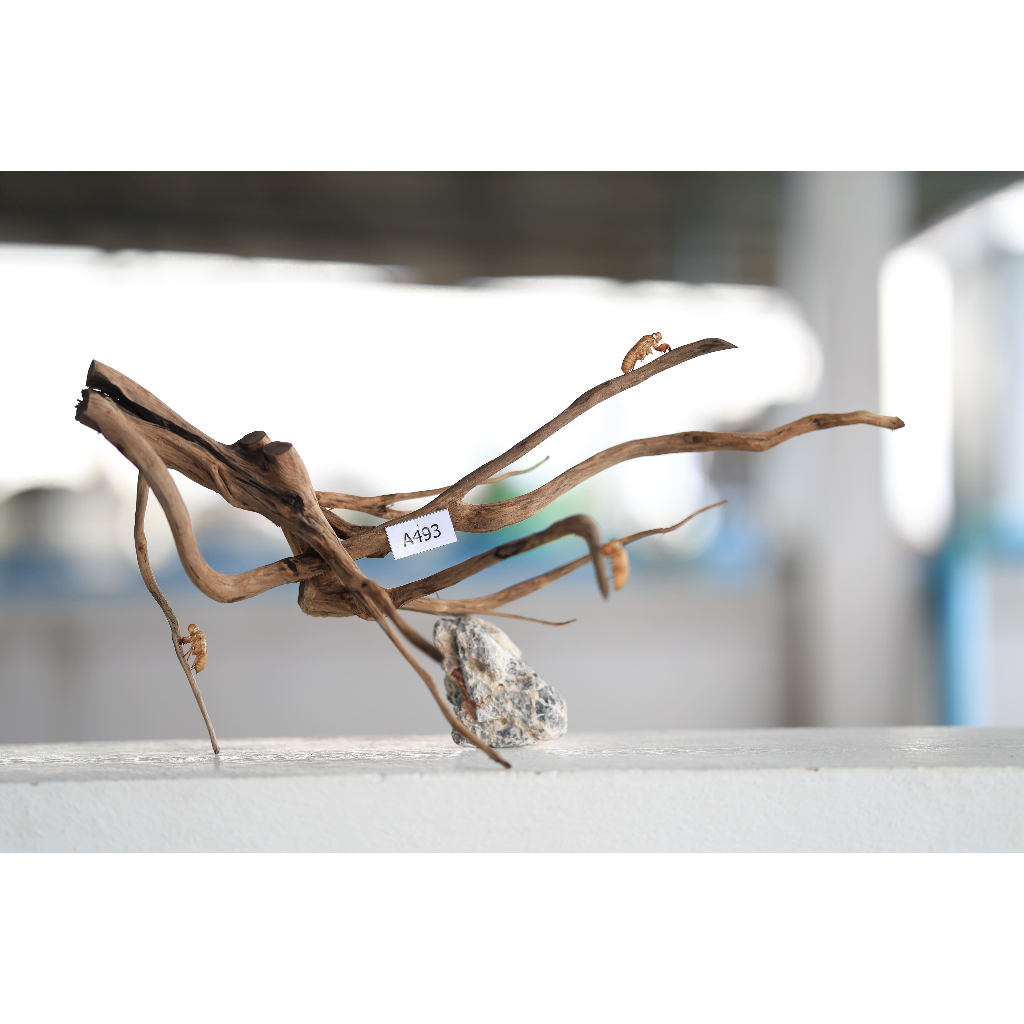 ขอนไม้ Set A493   Natural Wood