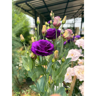 ต้นกุหลาบเวียดนาม /ไลเซนทัส (Lisianthus) ดอกสวย ให้ดอกทั้งปี