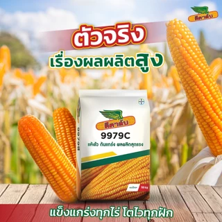 [หมดอายุ 2570] เมล็ดพันธุ์ข้าวโพด ดีคาล์บ 9979c *ขนาด 4 หุน* เม็ดใหญ่ แข็งแรง ยืนต้น ทนฝนทนแดด ผลผลิตสูง ความชื้นต่ำ