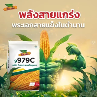 [หมดอายุ 2570] เมล็ดพันธุ์ข้าวโพด ดีคาล์บ 9979c *ขนาด 4 หุน* เม็ดใหญ่ แข็งแรง ยืนต้น ทนฝนทนแดด ผลผลิตสูง ความชื้นต่ำ