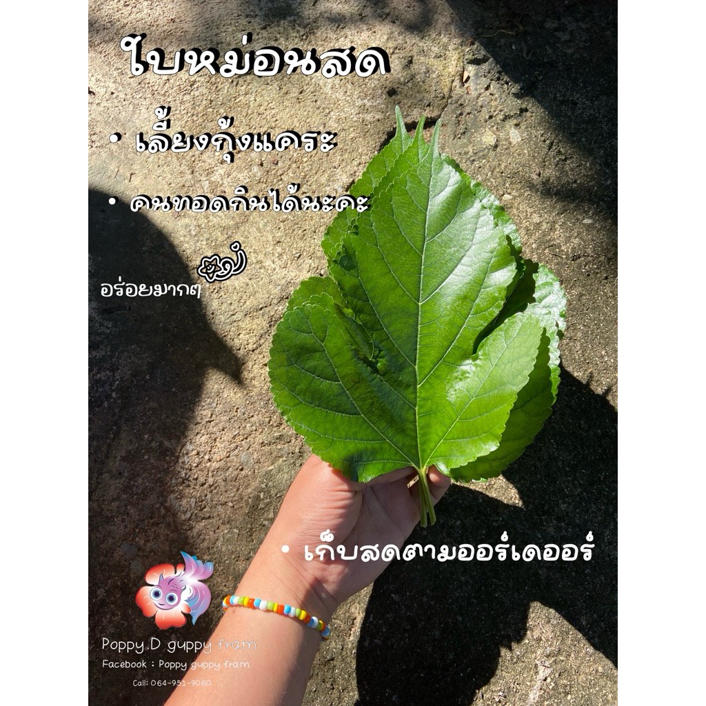 ใบหม่อนสดอาหารกุ้งแคระแดงใบต้นมัลเบอร์รี่สด🍃🫐ส่งทุกวันเก็บสดพร้อมส่ง💯