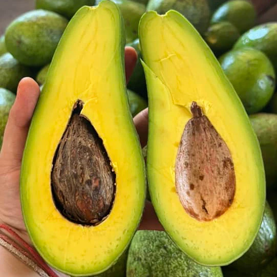 🥑ขายเป็นลูก อโวคาโด พื้นเมือง หนียวมันอร่อย ขายเป็นลูก
