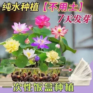 ผลผลิตสูง บรรจุ 10 เมล็ด สีผสม เมล็ดพันธุ์ ดอกบัวน้ำ เมล็ดบัวจิ๋ว Lotus Water Lily Seeds Hydroponic Lotus Flower Seed
