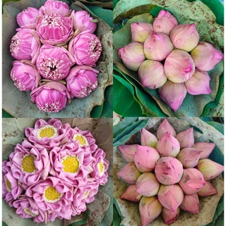 บัวชมพู ช่อดอกบัวพับใหญ่ ไหว้พระ 10 ดอก 19 ดอก สีชมพู ส่งตรงจากปากคลองตลาด [ส่งทันทีในวัน⚡]