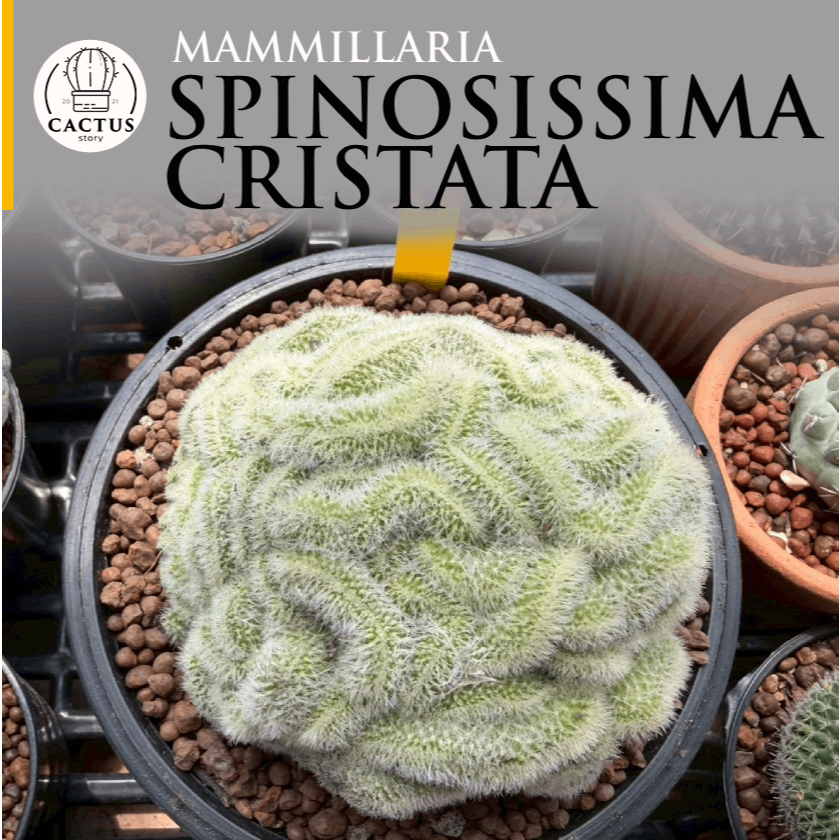 🐍Mammillaria Spinosissima Cristata🐍 แมมสปินโนคริส กระถาง 5 นิ้วแน่นๆ