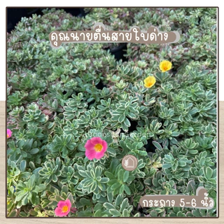 ต้นคุณนายตื่นสายใบด่าง พุ่มแน่น ชอบแดด กระถาง 5-6 นิ้ว คละสี
