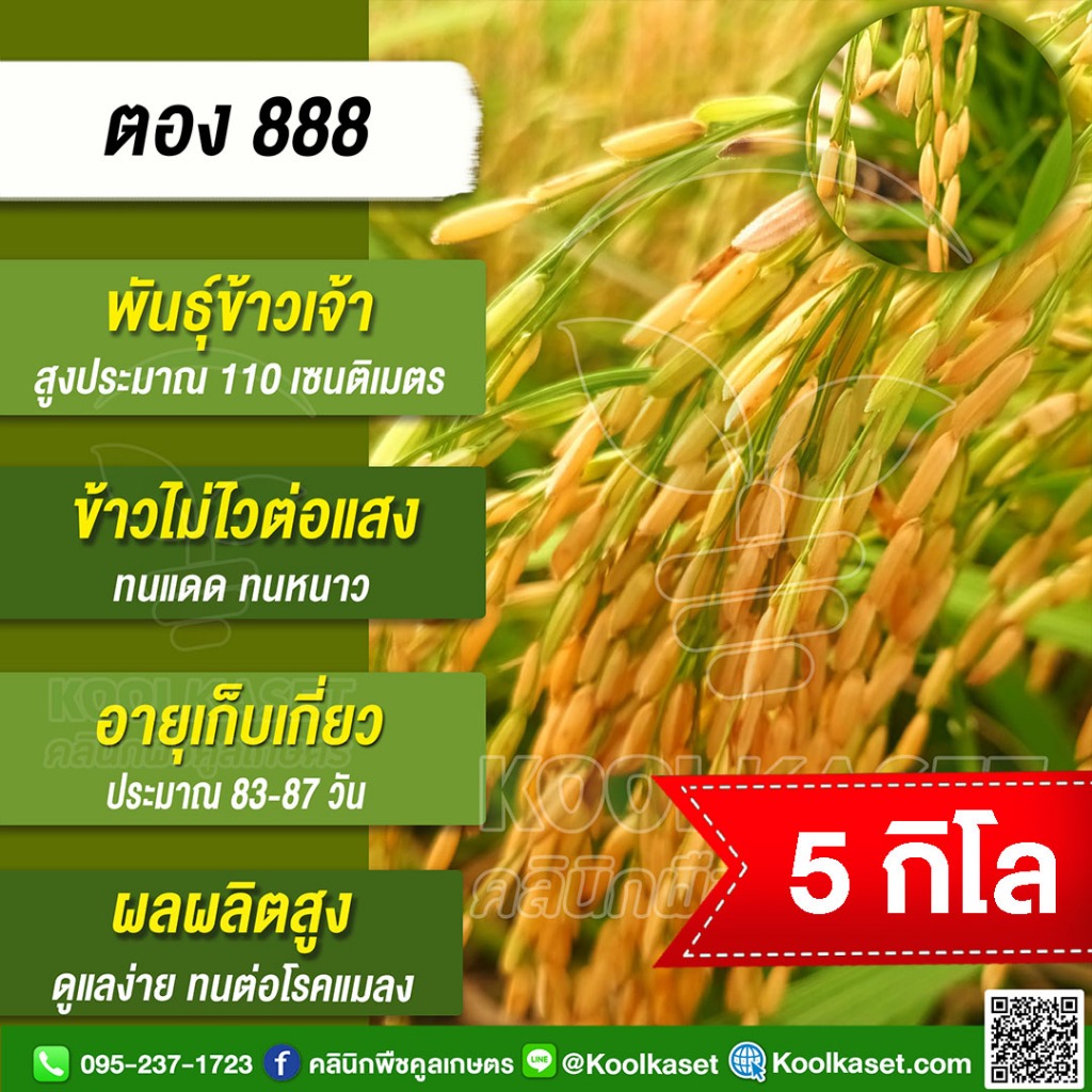 เมล็ดพันธุ์​ข้าว ข้าวเจ้า ตอง 888 ไม่ไวแสง นาปี นาปรัง ทนแดด ทนหนาว ทนต่อโรคแมลง 5 กก. คูลเกษตร KR13