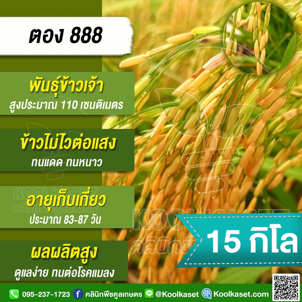 เมล็ดพันธุ์​ข้าว ข้าวเจ้า ตอง 888 ไม่ไวแสง นาปี นาปรัง ทนแดด ทนหนาว ทนต่อโรคแมลง 15 กก. คูลเกษตร KR1