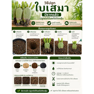 ใบเสมา โอพันเทีย ชำมีรากแล้ว อวบแข็งแรง ติดหน่อบ้าง(ส่งแบบถอดกระถางเคาะดิน)​