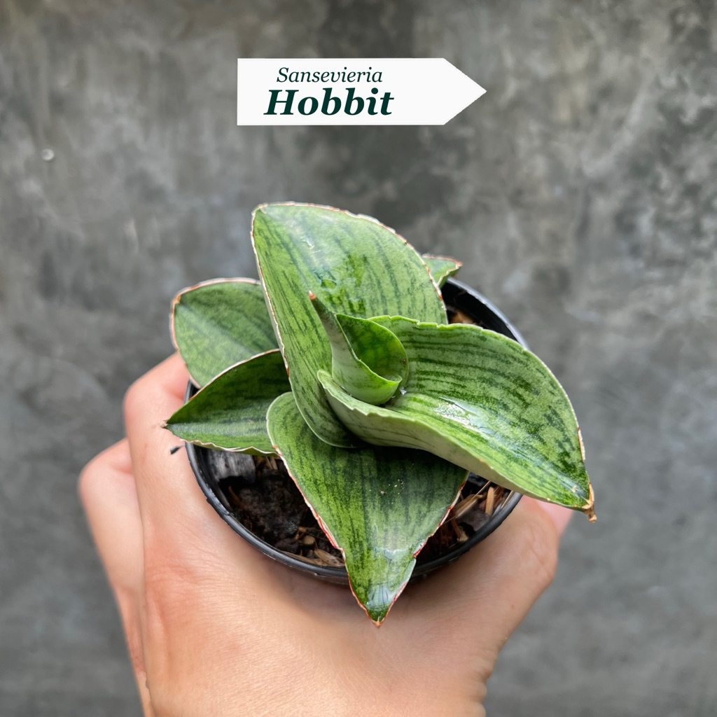 ต้นลิ้นมังกร Sansevieria  Hobbit
