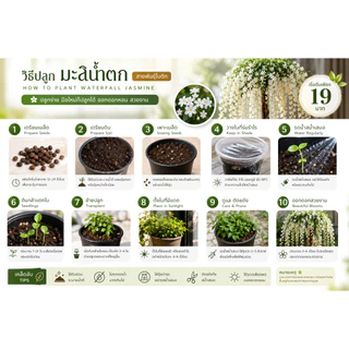 เมล็ดมะลิน้ำตก สายพันธุ์โบตีค (Triangular Plum Jasmine) ปลูกง่าย จัดทรงห้อยสวย เมล็ดคุณภาพ