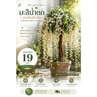 เมล็ดมะลิน้ำตก สายพันธุ์โบตีค (Triangular Plum Jasmine) ปลูกง่าย จัดทรงห้อยสวย เมล็ดคุณภาพ